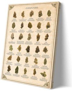Matniger Cannabis Wall Art Prints Framed Vintage Weed Wall Art Knowledge Poster Marijuana Poster Retro Canvas Educational Chart Wall Art Infographic Poster 12x18 inches