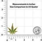 Clayton Jewelry Labs Marijuana Weed Leaf Enamel Lapel Pin (Gold Metal and Green Enamel)