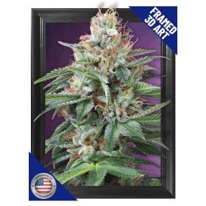 Trippy Marijuana Weed Hippie Plant 3D Poster Wall Art Decor Framed Print | 12x16 inches | Purple Kush Psychedelic Pot Leaf Lenticular Posters & Pictures