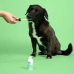 Zoomi Pets Calming Organic Hemp Oil for Dogs and Cats - Hemp Oil Drops with Omega Fatty Acids - Hip and Joint Support, Skin and Coat Health and Allergy Relief - Helps with Anxiety, Stress and Pain