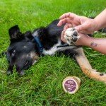 Hemp Well New Hemp Balm for Pets and People - Organic Pet Balm, Dogs and Cats, Human - Relieves Dryness and Cracking for Paws, Skin, and Nose, 2 oz.