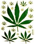 Stickers Pack 10 Sheets Weed Cannabis Marijuana Hemp Green Leaf Cartoon Stickers Craft Scrapbooking Book Album Card Diary Calendars Planner Decoration Art Decal for Kid and Adult (06)