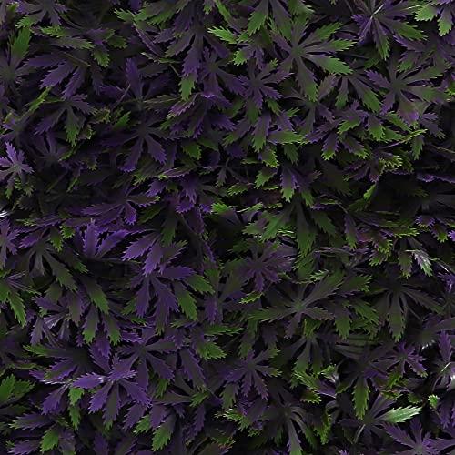 Milltown Merchants Artificial Marijuana Pot Leaf Hedge - Fake Weed Plant - Smoke Shop Decor - Sound Diffuser Marijuana Wall Art - Topiary Cannabis Greenery Panels (12 Pack (Purple Haze))