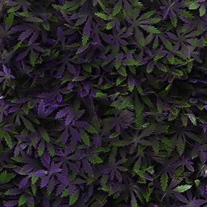 Milltown Merchants Artificial Marijuana Pot Leaf Hedge - Fake Weed Plant - Smoke Shop Decor - Sound Diffuser Marijuana Wall Art - Topiary Cannabis Greenery Panels (12 Pack (Purple Haze))