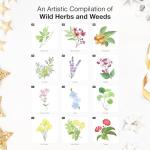 RED EMBER Wild Herbs & Weeds 2026 Wall Calendar 12 Month | 12" x 24" Open | Thick & Sturdy Paper | Holiday Gift | Art Nature Calendar 2026