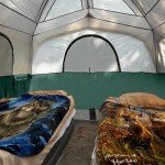 UNP Tents 6 Person Waterproof Windproof Easy Setup,Double Layer Family Camping Tent with 1 Mesh Door & 5 Large Mesh Windows -10'X9'X78in(H) (Dark Green)