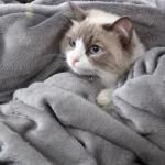 Hansleep Fleece Queen Blanket for Bed Fleece Grey, Queen Size Super Soft Flannel Fuzzy Gray, Plush Cozy Blanket for All Seasons, Grey, Queen 90x90 Inches