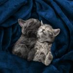 Utopia Bedding Fleece Blanket Queen Size Navy 300GSM Luxury Anti-Static Fuzzy Soft Microfiber Bed Blanket (90x90 Inch)