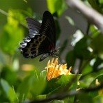 Sony Alpha 6700 – APS-C Interchangeable Lens Camera with 26 MP Sensor, 4K Video, AI-Based Subject Recognition, Log Shooting, LUT Handling and Vlog Friendly Functions and 18-135mm Zoom Lens