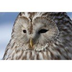 Canon EOS R7 RF-S18-150mm F3.5-6.3 IS STM Lens Kit, Mirrorless Vlogging Camera, 32.5 MP Image Quality, 4K 60p Video, DIGIC X Image Processor, Dual Pixel CMOS AF, Subject Detection, Content Creators