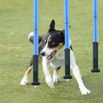 Soccer Training Equipment Agility Training Poles Equipment Includes 6 Flexible Agility Poles, 1*Speed Agility Ladder, 10*Soccer Cones for Speed Training, Soccer Training, Basketball Athletes (Blue)