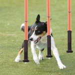 Soccer Training Equipment Agility Training Poles Equipment Includes 6 Flexible Agility Poles, 1*Speed Agility Ladder, 10*Soccer Cones for Speed Training, Soccer Training, Basketball Athletes (Orange)