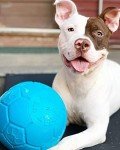 Jolly Pets Large Soccer Ball Floating-Bouncing Dog Toy, 8 inch Diameter, Ocean Blue