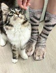 MarJunSep White Elephant Gifts for Adults Kids Funny Animal Paw Socks Silly Gag Gifts Christmas Stocking Stuffers (US, Alpha, One Size, Dinosaur Cat Tiger Leopard Eagle Dog Orange Cat Camel)