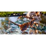 Bosley's Basset Hound Dreams