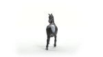 Schleich Horse Club New 2024 Horse Animal Toy Rabicano Arabian Stallion Figurine