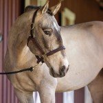 Breyer Horses Traditional Series | Cossaco - Lusitano | Horse Figurine | 11.25" L x 9" H | Model #1885