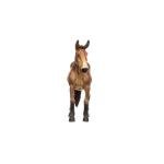 Schleich Farm World - Large 5" Mule Toy for Kids. Realistic, Hand-Painted Farm Animal Toys for Boys and Girls. Fun Educational Figure for Screen-Free, Imaginative Learning for Children Ages 3+ 14887