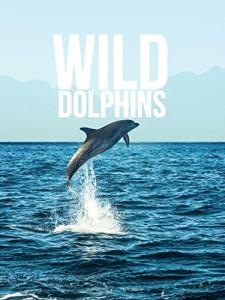 Wild Dolphins