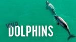 Wild Dolphins
