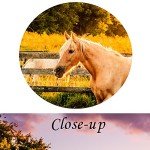 KREATIVE ARTS - Large Size Horse of a Farm Canvas Prints Wall Art Picture Modern Sunset Landscape Wild Animal High Definition Print Painting for Hotel Wall Decor Ready to Hang 20x36inch