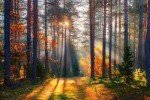 Wmjurel Autumn Sunshine in The Woods Wallpaper, Natural Landscape Mural, Modern Living Room Bedroom Backdrop Wall Mural(Non-self-Adhesive)