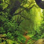 Leofanger Misty Forest Tapestry Nature Green Tree Wall Tapestry Virgin Rainforest Landscape Wall Hanging for Bedroom Living Room (59.1" × 78.7")