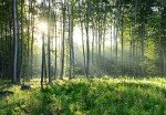 Reyhui Sunshine Forest Mural Wallpaper Landscape Tree Wallpaper Large Nature Scenery Wall Mural for Living Room (not self-Adhesive)