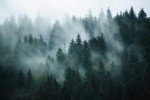 Wmjurel Forest in The Morning Mist, Large Art Wall Mural, Wallpaper for bedrooms, Living Rooms, and bathrooms! (Non-self-Adhesive)