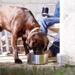 YETI Boomer 8 Stainless Steel Dog Bowl, 64 Oz