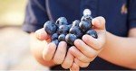 Organic Blueberries by BerryWorld, 150g Pack