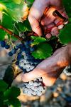 Bordeaux Gift Box - 3 Award-Winning Red Wines