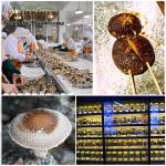 Vigorous Mountains Dried Shiitake Mushrooms 100g