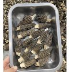 Vigorous Mountains Dried Morel Mushrooms 2 Ounces