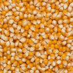 Organic Wholefood Earth Popping Corn – 1kg