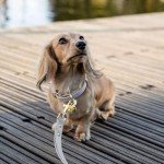 NINA WOOF Milan Leather Dog Leash - Padded Luxury Lead for Large & Medium Dogs, 4ft Lilac