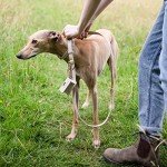 NINA WOOF Cupertino Dog Collar and Leash Bundle (Extra Small) - Vegan Leather Dog Collar Compatible with Airtag 2021 with Handcrafted Leather Leash for Dogs in a Stylish European Design - Beige