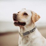 Fuzzy Friends Beige Wool Collar. A hypoallergenic, designer dog collar with gold metal buckle. This elegant boho dog collar is a comfortable dog collar and perfect girl dog collar or boy dog collar