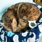 Assisi Loop 2.0 Manual tPEMF Device for Dogs, Cats, and Horses (20 CM)