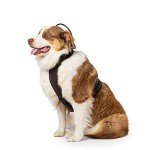 Assisi Loop 2.0 Manual tPEMF Device for Dogs, Cats, and Horses (20 CM)