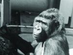 Koko: Talking Gorilla Documentary DVD