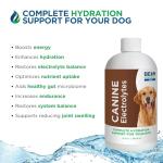 Beam Minerals Canine Electrolytes for Dogs - 12 Fl Oz