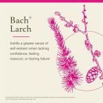 Bach Flower Remedy Larch for Confidence - 20mL