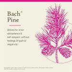 Bach Pine Flower Remedy for Emotional Balance 20mL