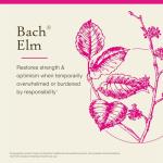 Bach Elm Flower Remedy for Emotional Balance