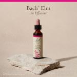 Bach Elm Flower Remedy for Emotional Balance