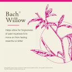 Bach Flower Remedies Willow Essence for Emotional Balance
