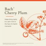 Bach Cherry Plum Flower Remedy for Emotional Balance