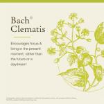 Bach Clematis Flower Remedy for Focus and Balance