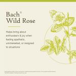 Bach Flower Remedy Wild Rose for Emotional Balance